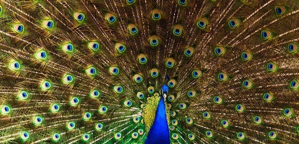 high park zoo free things to do in toronto